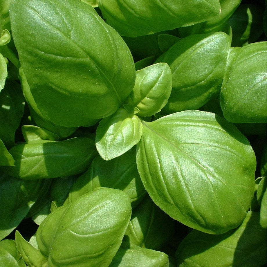 Essential Oil Basil