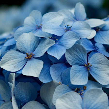 Fragrance, Hydrangea